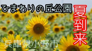 ひまわりの丘公園　ひまわり満開　☀️☀️☀️到来　Full Ver.