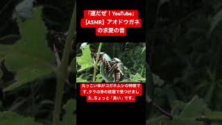 【ASMR】アオドウガネの求愛の音 #asmr #昆虫 #交尾の音 #映像芸術 #音芸術 #自然教育 #虫 #sdgs