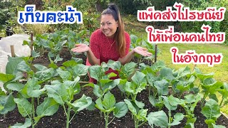 เมียฝรั่งเก็บคะน้าสดๆอวบๆงามๆส่งให้เพื่อน | วิธีแพ็คคะน้าส่งไปรษณีย์ให้คงความสดนานๆ YaneeUK ยาณียูเค