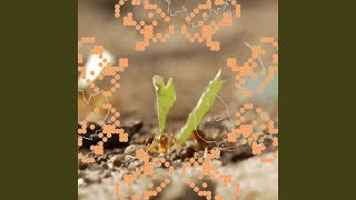 will i ever return? (ant)