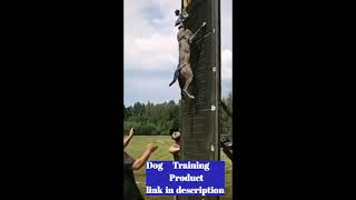 #shorts #dogtraining #petanimol Brain Training For Dogs || Police army dog training