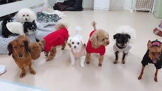 みんなまったり過ごしてました。　🐶ひみつきちなう！②🐶  2024年1月17日