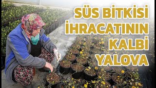 SÜS BİTKİSİ İHRACATININ KALBİ YALOVA'DA ATIYOR-TİGEM arazisinde süs bitkisi üretip ihraç ediyorlar