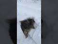 helping a stuck porcupine viralhog