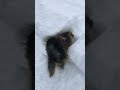 helping a stuck porcupine viralhog