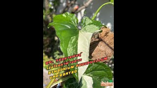 Ep1. วิธีขยายพันธุ์ Syngonium Podophyllum Variegated เงินไหลมาด่างขาว