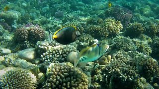 Elegant unicornfish (Naso elegans) and Arabian picassofish (Rhinecanthus assasi)