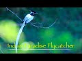 Indian Paradise Flycatcher and Drongo Nesting