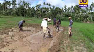 Red rice variety - Suvarna Panchamukhi_ಕೆಂಪು ಭತ್ತದ ತಳಿ - ಪಂಚಮುಖಿ