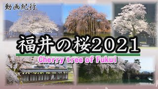 福井の桜2021ダイジェスト版=福井城址～味真野小学校～足羽神社～西山光照寺跡石仏群～吉野瀬川～一乗谷朝倉氏遺跡【動画紀行・福井県】Cherry tree of Fukui