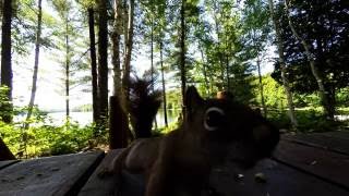 Squirrel is too smart to be pranked