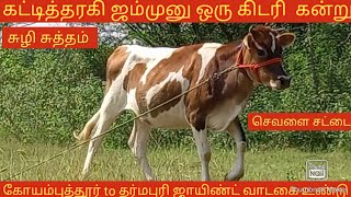 14 மாதங்களான செவளை சட்டை கிடாரி கன்று