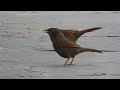 streaked laughingthrush