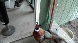 Ringneck pheasant loves a chicken