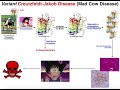 prions mechanism of kuru u0026 relation to creutzfeldt jakob disease