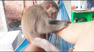 Ola the hard-working monkey is truly in love