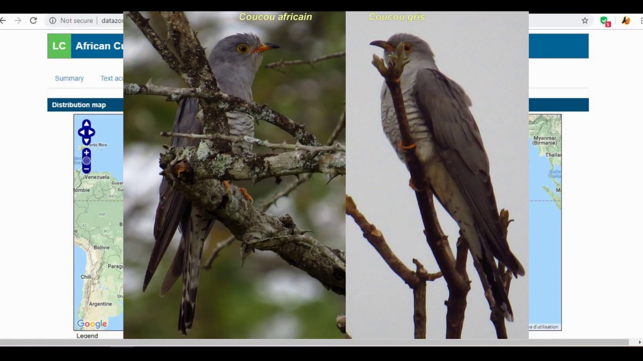 Leçon FO 5 : La Migration Des Oiseaux - YouTube