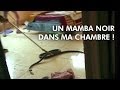 Le mamba noir