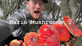 How to safely prepare the fly agaric (Amanita muscaria) as an edible mushroom 🍄