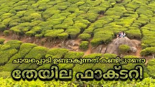 Tea Factory | തേയില ഫാക്ടറി