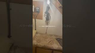 ハリーの階段下の部屋の全貌が明らかに…