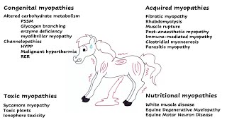 Types of myopathies in horses - Vet students