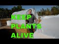 Keep Your Plants Alive in Cold Weather