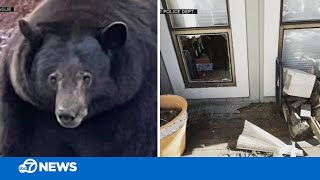 Giant bear known as 'Hank the Tank' burglarizes another Lake Tahoe, California home