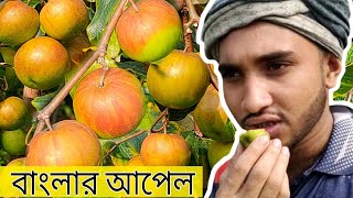 বাংলার আপেল অস্ট্রেলিয়ান বল সুন্দরী কুল প্রতিটা গাছে ৮০ কেজি করে কুল গাছের বয়স দুই বছর