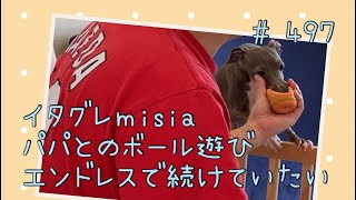 大好きなパパとのボール遊びはエンドレスで続けたいイタグレｍｉｓｉａ(ミーシャ)【生後497日】【うちの子430日目】【イタリアングレーハウンド】【パピーズママ出身】【2021年5月17日生まれ】