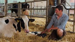 Initial care of calves  - supporting immunity with colostrum paste (Testimonial)