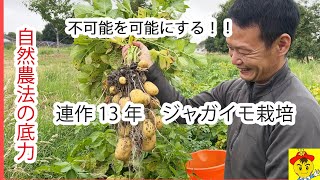 【自然栽培172】不可能を可能にする、自然栽培、連作！土の力お見せします。