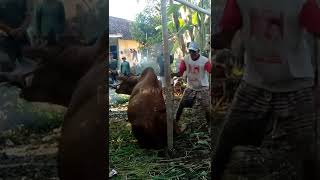 MEROBOHKAN SAPI DALAM HITUNGAN DETIK !!