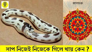 সাপের কালচক্রঃ সাপ নিজেই নিজেকে গিলে খাওয়ার প্রক্রিয়া ।। OUROBOROS ।। Snake Eating Itself || B!G