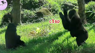 Gorilla Iriki beating chest,Tayari clapping hands金剛猩猩Iriki,Tayari手臂相碰打招呼,Iriki拍胸,Tayari拍手