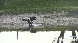 Videos – Southwest Florida Eagle Cam