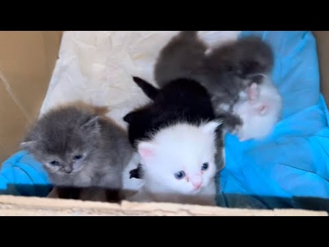 Baby Kitten Crying Youtube