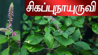 சிகப்பு நாயுருவி, Achyranthes bidentata, Amaranthaceae @SpmHerbal