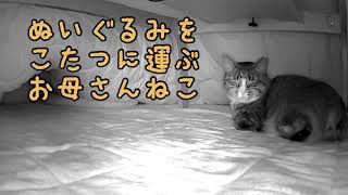 ぬいぐるみをこたつに運ぶお母さん猫