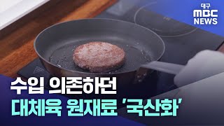 수입 의존하던 대체육 원재료 '국산화' | 대구MBC뉴스