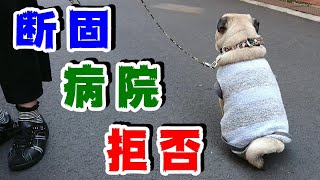 【断固　病院　拒否】病院嫌いな犬が病院に行くと、動かなくなります。爆笑  うちのパグ『おまめ日記』《超ブサかわパグ動画》