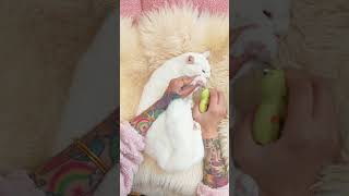 小猫剪指甲ASMR，太可爱啦！#英短 #猫 #tiktok #可爱