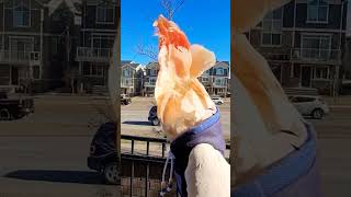 I'm a birdie! Talkative Moluccan Cockatoo shows off his crest #parrots #parrotlife