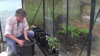 Double you Tomato crop the easy way