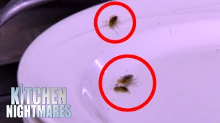 Gordon Has No Idea What Bug He's Found In A Kitchen | Kitchen Nightmares