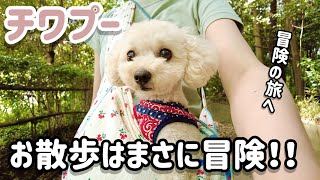 チワプー成犬の冒険散歩！のぞいてみませんか？