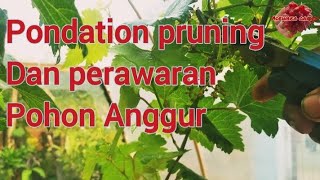 Pondation pruning Dan perawatan Pohon Anggur