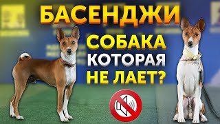 Обзор породы Басенджи или Африканская нелающая собака | Особенности породы | Самая древняя собака?