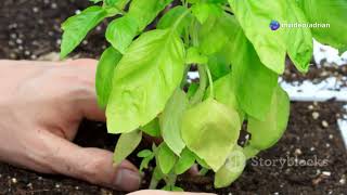 ¡Cultiva tu Huerto en Marzo! Toma nota