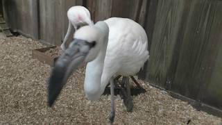 オオフラミンゴ (加茂荘花鳥園) 2018年7月1日